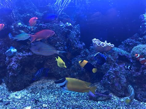 tang fish|Mixing tangs and angelfish .